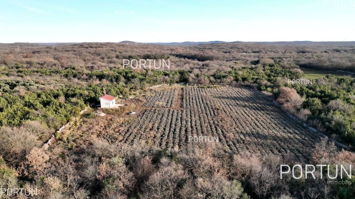 For lovers of nature, agriculture near the sea, Rovinj and Istria - 40593 005